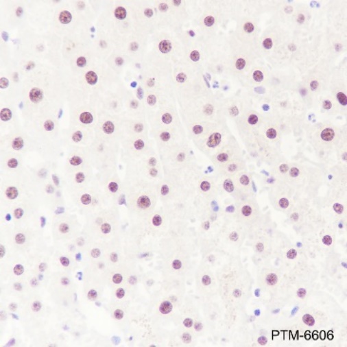 Anti-ATF1 Rabbit mAb