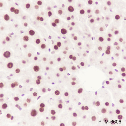 Anti-ATF1 Rabbit mAb