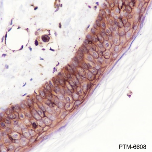 Anti-beta-2-Microglobulin Rabbit mAb