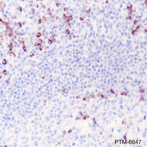 Anti-Kappa Light Chain Rabbit mAb