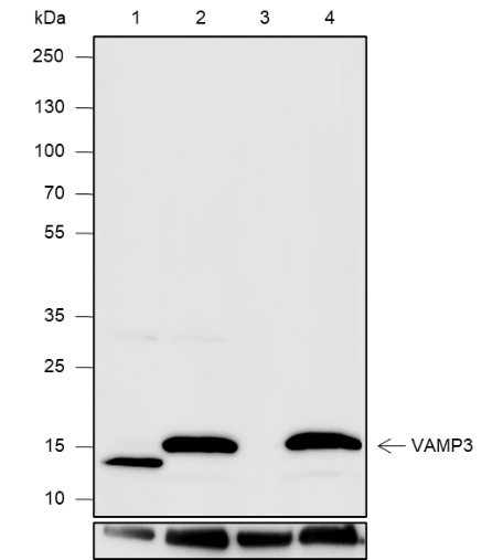 Anti-VAMP3 Mouse mAb