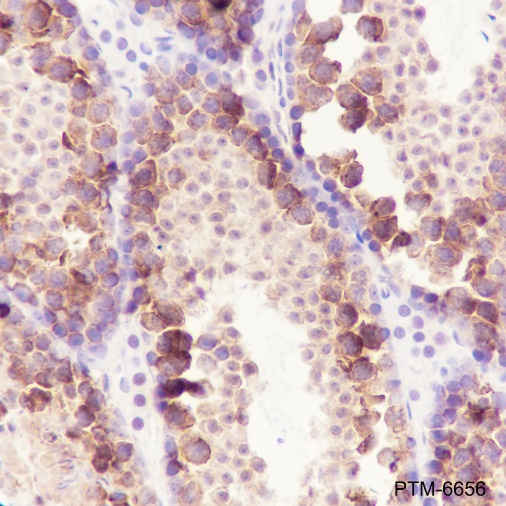 Anti-VAMP3 Mouse mAb