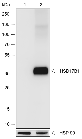 Anti-HSD17B1 Rabbit mAb