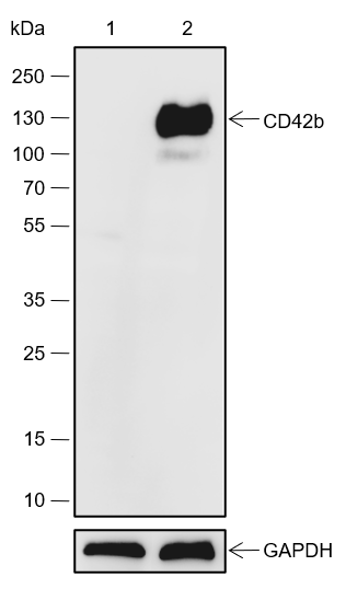Anti-CD42b Rabbit mAb