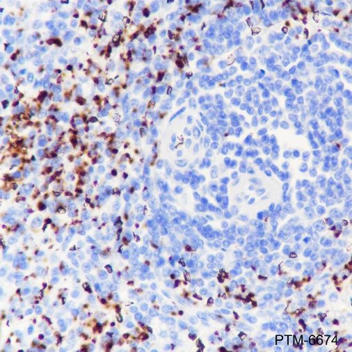 Anti-CD42b Rabbit mAb
