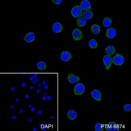 Anti-CD42b Rabbit mAb