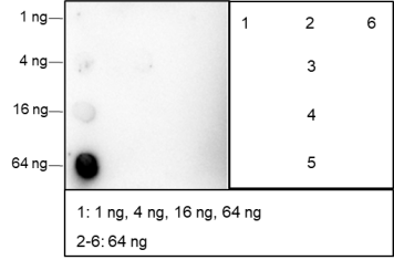 Anti-Acetyl-Histone H2A (Lys9) Rabbit mAb