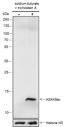 Anti-Acetyl-Histone H2A (Lys9) Rabbit mAb