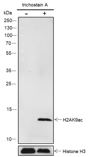 Anti-Acetyl-Histone H2A (Lys9) Rabbit mAb