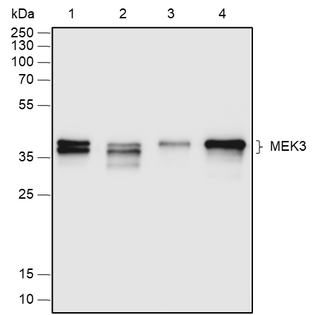 Anti-MEK3 Rabbit mAb