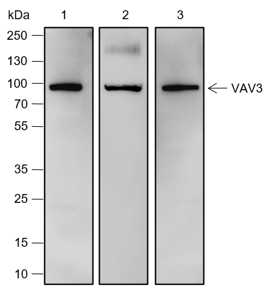 Anti-VAV3 Rabbit mAb