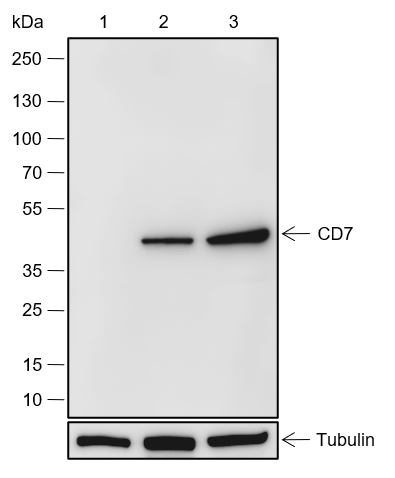 Anti-CD7 Rabbit mAb