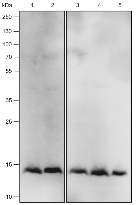 Anti-IL-4 Rabbit mAb