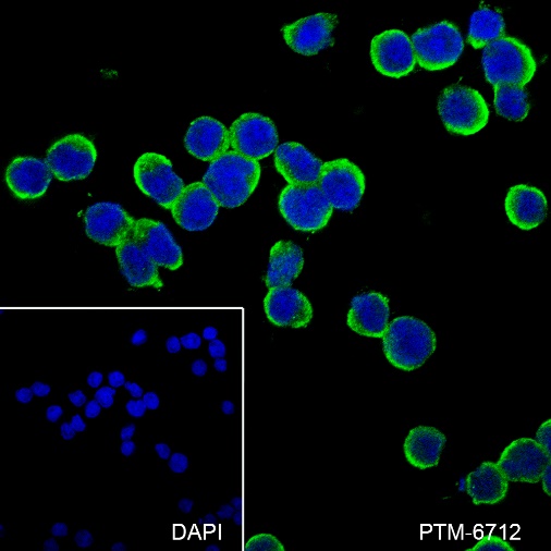 Anti-IL-4 Rabbit mAb