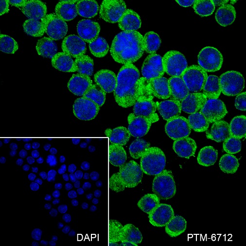 Anti-IL-4 Rabbit mAb