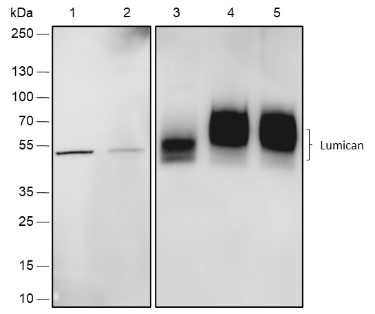 Anti-Lumican Rabbit mAb