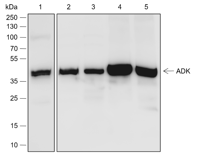 Anti-ADK Rabbit mAb