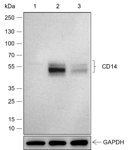 Anti-CD14 Rabbit mAb