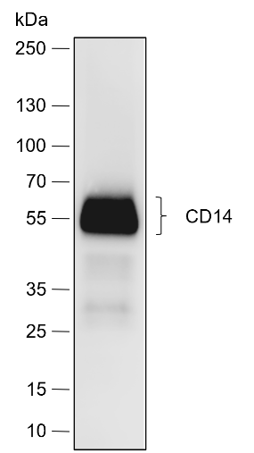 Anti-CD14 Rabbit mAb