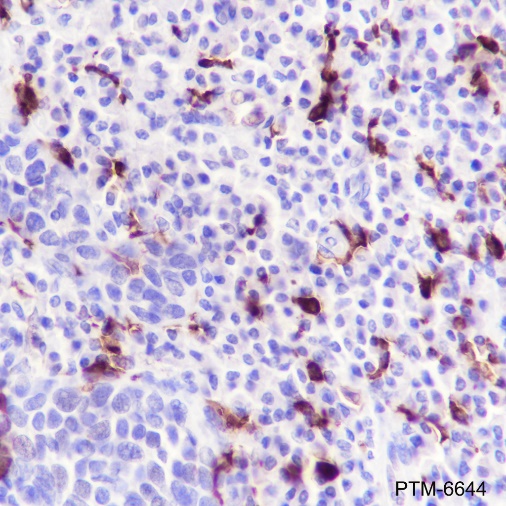 Anti-CD14 Rabbit mAb
