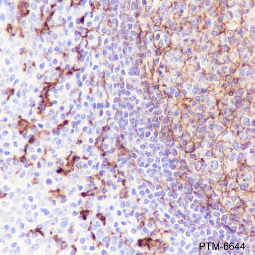 Anti-CD14 Rabbit mAb