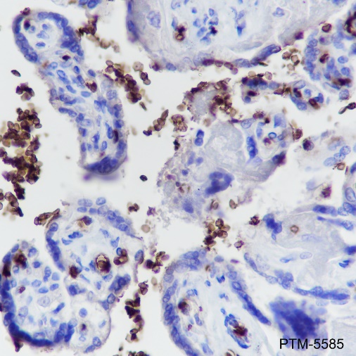 Anti-Glycophorin A Rabbit mAb
