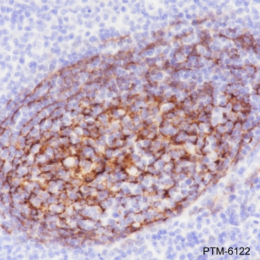 Anti-p75NTR Rabbit mAb