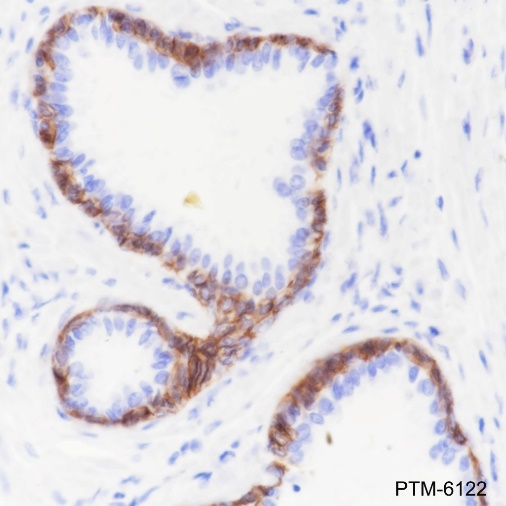 Anti-p75NTR Rabbit mAb