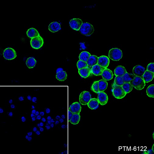 Anti-p75NTR Rabbit mAb