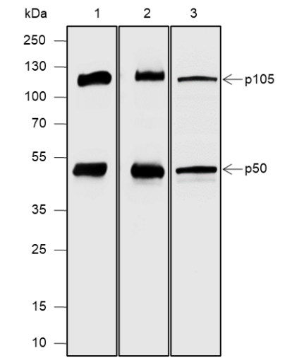 Anti-NF-kB1 p105/p50 Mouse mAb