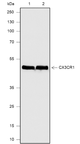 Anti-CX3CR1 Rabbit mAb