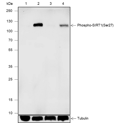 Anti-Phospho-SIRT1 (Ser27) Rabbit mAb