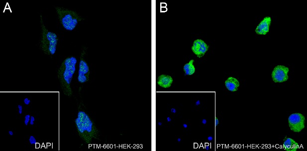 Anti-Phospho-SIRT1 (Ser27) Rabbit mAb