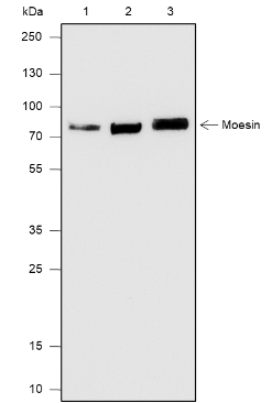 Anti-Moesin Rabbit mAb
