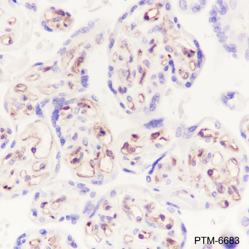 Anti-Moesin Rabbit mAb