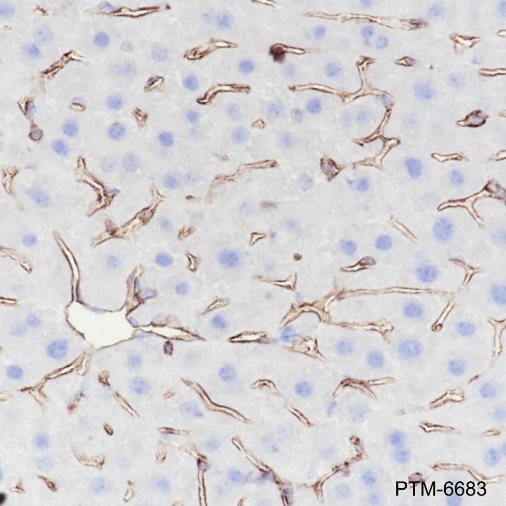 Anti-Moesin Rabbit mAb