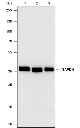 Anti-GAPDH Mouse mAb