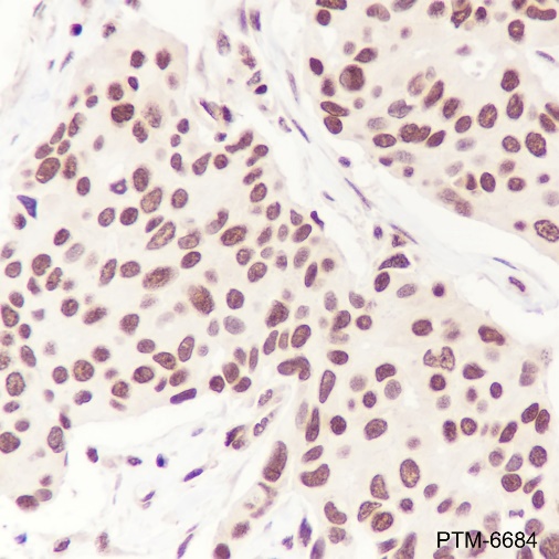 Anti-GAPDH Mouse mAb