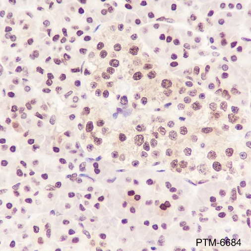 Anti-GAPDH Mouse mAb