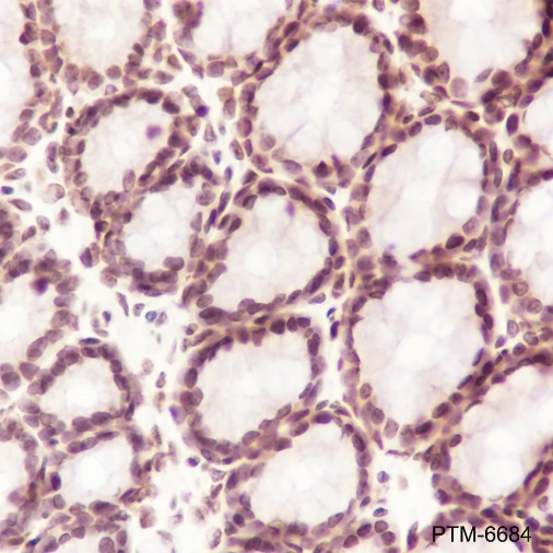 Anti-GAPDH Mouse mAb