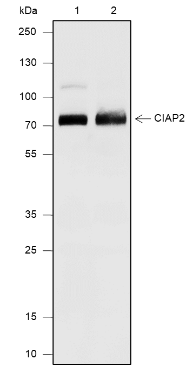 Anti-c-IAP2 Rabbit mAb