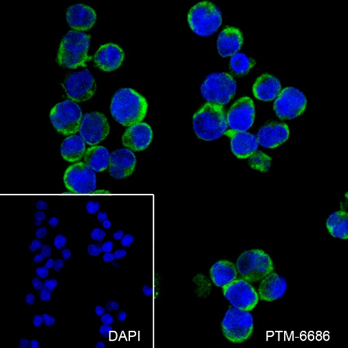 Anti-c-IAP2 Rabbit mAb