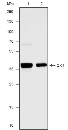 Anti-QKI Rabbit mAb