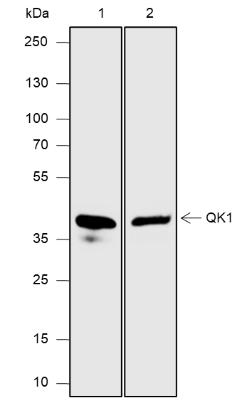 Anti-QKI Rabbit mAb