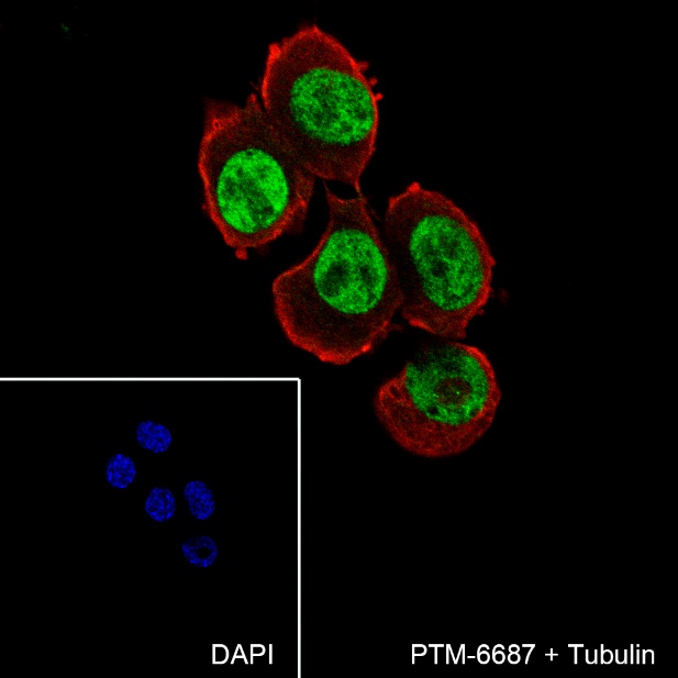 Anti-QKI Rabbit mAb