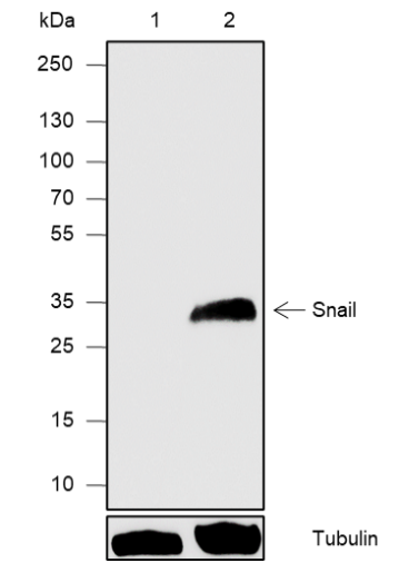 Anti-Snail Mouse mAb