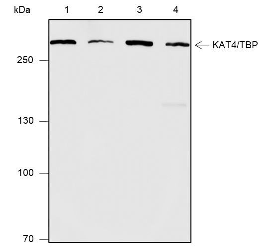 Anti-TAF1 Rabbit mAb