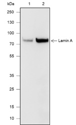 Anti-Lamin A/C Mouse mAb