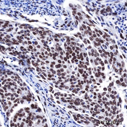 Anti-Lamin A/C Mouse mAb