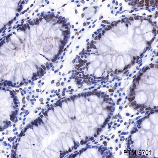 Anti-Lamin A/C Mouse mAb